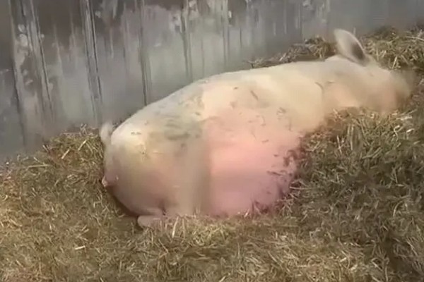 母猪难产小猪不入产道如何处理，让它适当活动再注射高糖或黄芪多糖