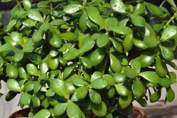 怎么养厚脸皮植物,每隔3天浇水一次