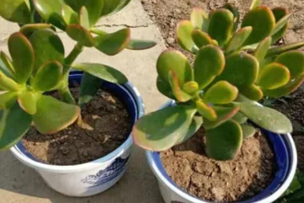 怎么养厚脸皮植物,每隔3天浇水一次