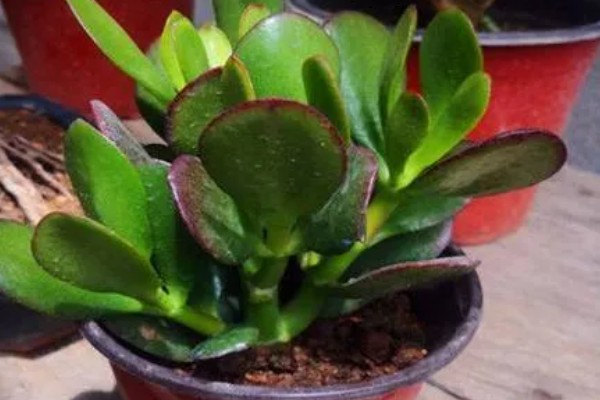 怎么养厚脸皮植物,每隔3天浇水一次