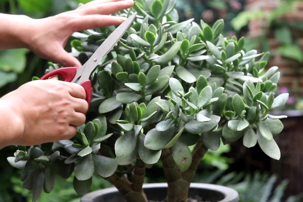 怎么养厚脸皮植物,每隔3天浇水一次