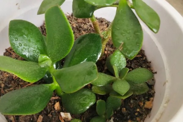 怎么养厚脸皮植物,每隔3天浇水一次
