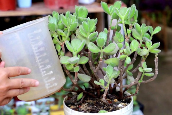 怎么养厚脸皮植物,每隔3天浇水一次