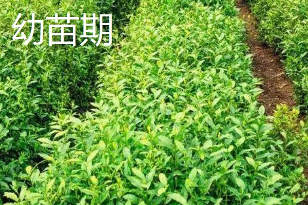 茶树的生长时期，分为幼苗期、幼年期、成年期和衰老期