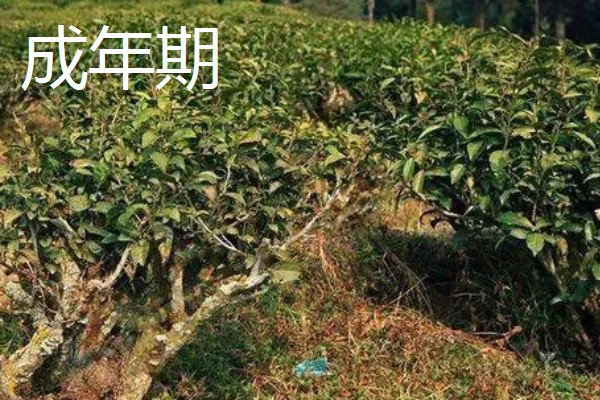 茶树的生长时期，分为幼苗期、幼年期、成年期和衰老期