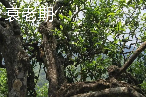 茶树的生长时期，分为幼苗期、幼年期、成年期和衰老期