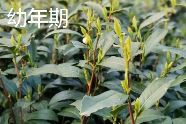 茶树的生长时期，分为幼苗期、幼年期、成年期和衰老期