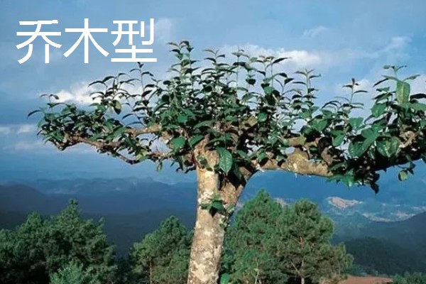 茶树的生长时期，分为幼苗期、幼年期、成年期和衰老期