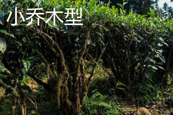 茶树的生长时期，分为幼苗期、幼年期、成年期和衰老期