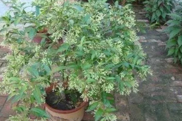 什么是夜来香，别名月见草、夜香花等