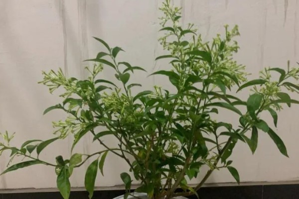 什么是夜来香，别名月见草、夜香花等