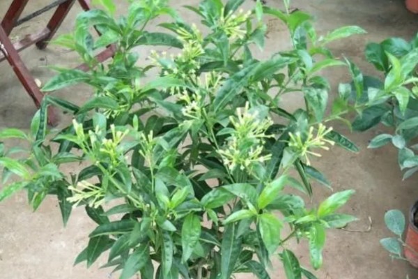 什么是夜来香，别名月见草、夜香花等