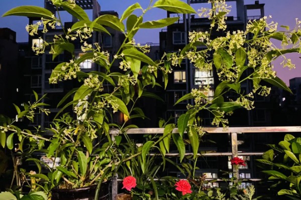 什么是夜来香，别名月见草、夜香花等