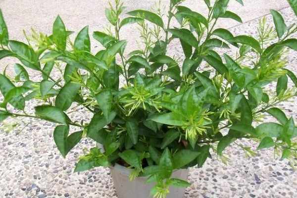 什么是夜来香，别名月见草、夜香花等