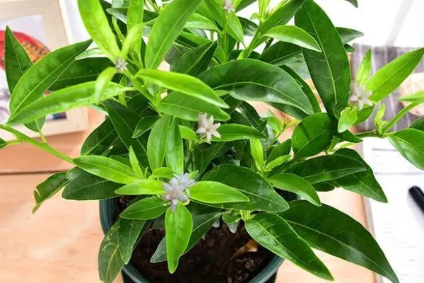 什么是夜来香，别名月见草、夜香花等