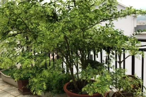 什么是夜来香，别名月见草、夜香花等