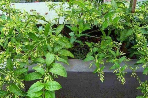 什么是夜来香，别名月见草、夜香花等