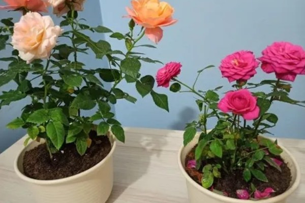 盆栽玫瑰花的养殖方法，每隔1-2年要为其更换一次新土