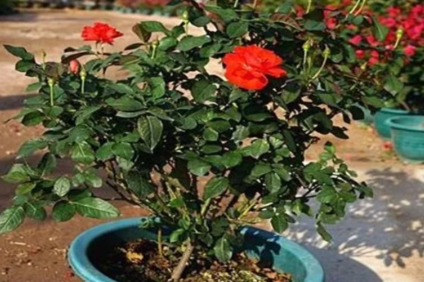 盆栽玫瑰花的养殖方法，每隔1-2年要为其更换一次新土