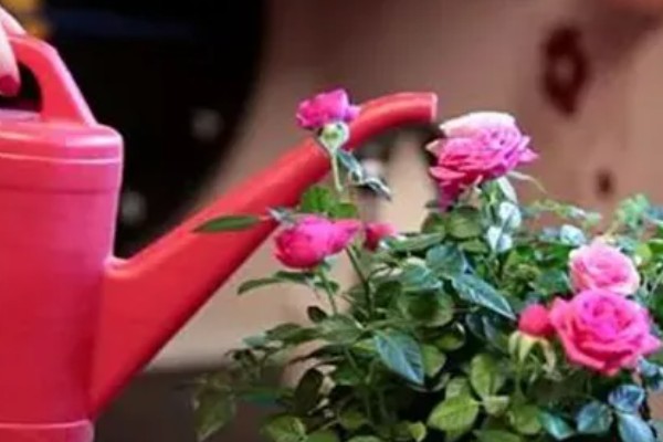 盆栽玫瑰花的养殖方法，每隔1-2年要为其更换一次新土