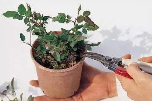 盆栽玫瑰花的养殖方法，每隔1-2年要为其更换一次新土