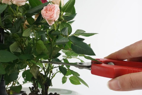 盆栽玫瑰花的养殖方法，每隔1-2年要为其更换一次新土