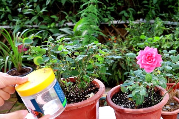 盆栽玫瑰花的养殖方法，每隔1-2年要为其更换一次新土