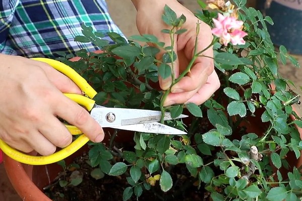 盆栽玫瑰花的养殖方法，每隔1-2年要为其更换一次新土