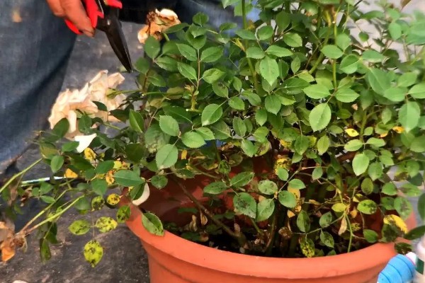 盆栽玫瑰花的养殖方法，每隔1-2年要为其更换一次新土