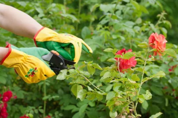 盆栽玫瑰花的养殖方法，每隔1-2年要为其更换一次新土