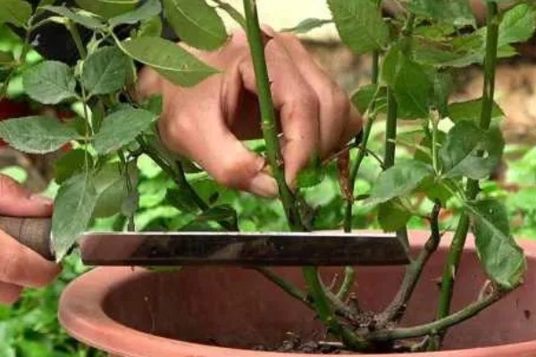 盆栽玫瑰花的养殖方法，每隔1-2年要为其更换一次新土