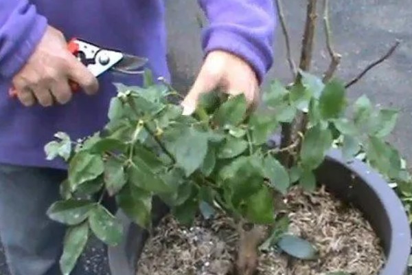 盆栽玫瑰花的养殖方法，每隔1-2年要为其更换一次新土