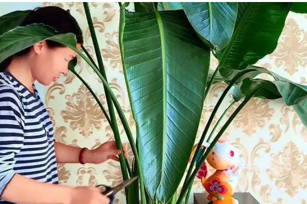 天堂鸟浇水太多黄叶怎么处理，先将其腐烂的部位剪去