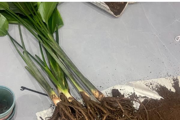 天堂鸟浇水太多黄叶怎么处理，先将其腐烂的部位剪去