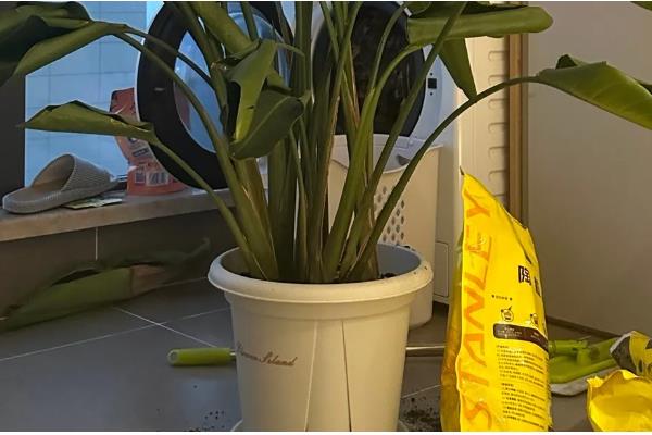 天堂鸟浇水太多黄叶怎么处理，先将其腐烂的部位剪去