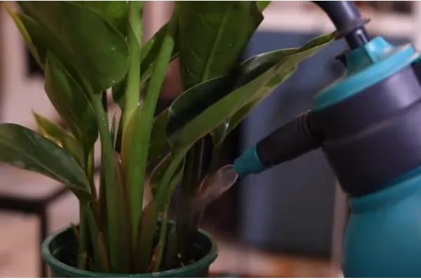 天堂鸟浇水太多黄叶怎么处理，先将其腐烂的部位剪去