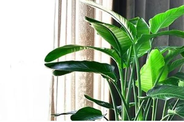 天堂鸟浇水太多黄叶怎么处理，先将其腐烂的部位剪去