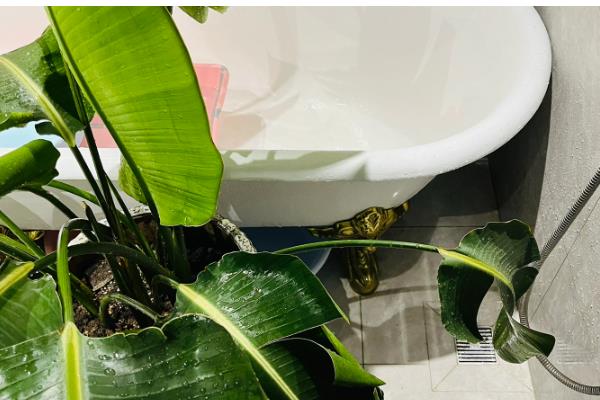 天堂鸟浇水太多黄叶怎么处理，先将其腐烂的部位剪去