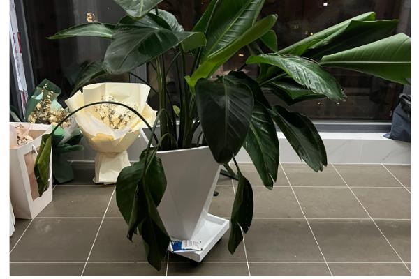 天堂鸟浇水太多黄叶怎么处理，先将其腐烂的部位剪去