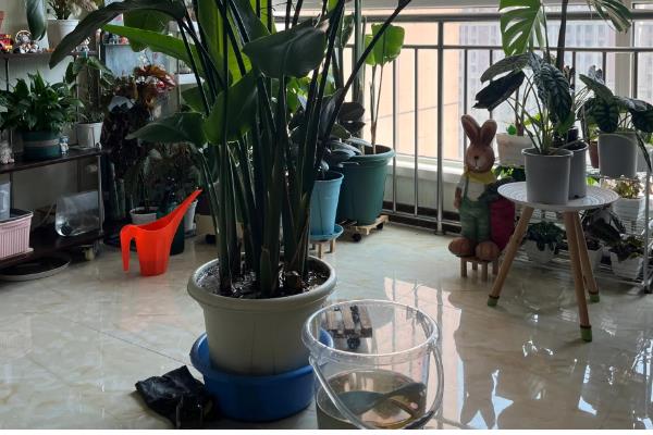 天堂鸟浇水太多黄叶怎么处理，先将其腐烂的部位剪去