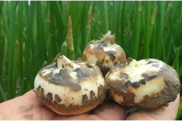 马蹄的亩产量，通常为1500-2000kg左右