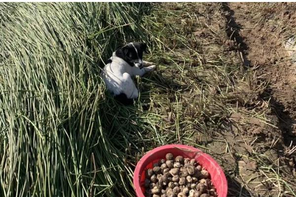 马蹄的亩产量，通常为1500-2000kg左右