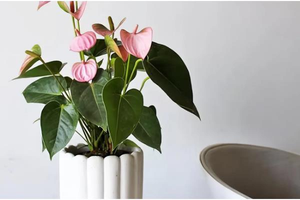 粉掌怎么养殖，平时每隔半个月追肥一次