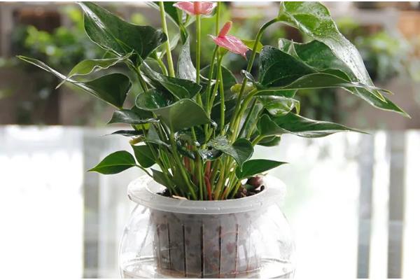 粉掌怎么养殖，平时每隔半个月追肥一次