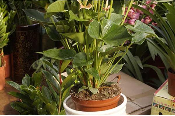 粉掌怎么养殖，平时每隔半个月追肥一次