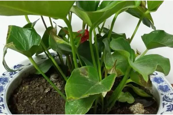 粉掌怎么养殖，平时每隔半个月追肥一次