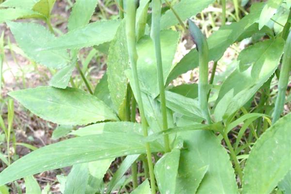 半夏的寓意，寓意浪漫清新、敢爱敢恨等