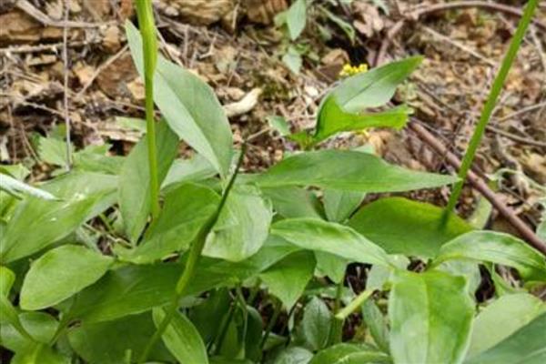 半夏的寓意，寓意浪漫清新、敢爱敢恨等