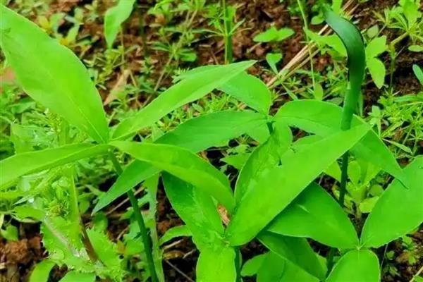 半夏的寓意，寓意浪漫清新、敢爱敢恨等