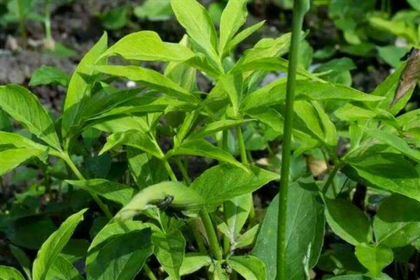 半夏的寓意，寓意浪漫清新、敢爱敢恨等